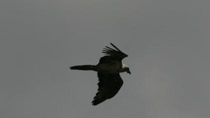 Sakallı akbaba