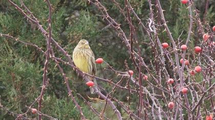 Sarı kirazkuşu
