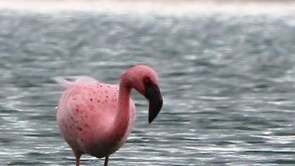 Küçük flamingo