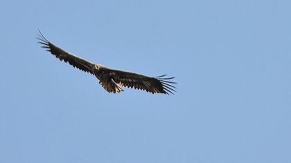 Akkuyruklu kartal