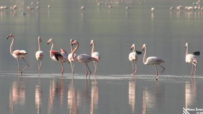 Flamingo