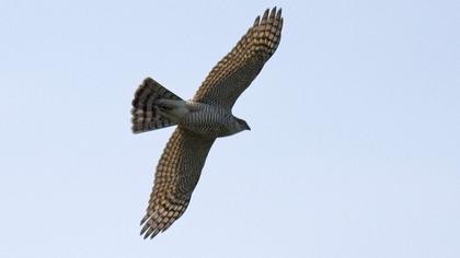 Atmaca