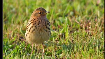 Kızılgerdanlı incirkuşu