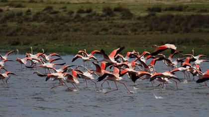 Flamingo
