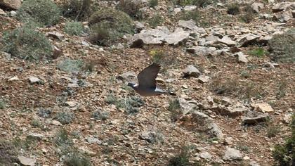Tahtalı