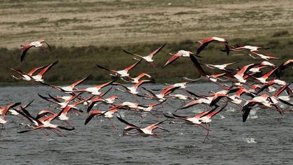 Flamingo