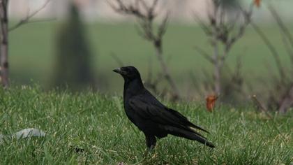 Ekin kargası