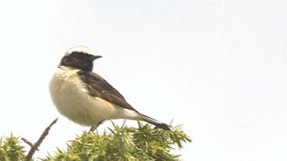 Karakulaklı kuyrukkakan