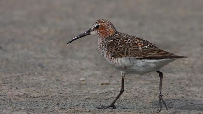 Kızıl kumkuşu