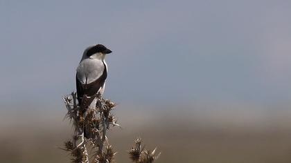 Karaalınlı örümcekkuşu