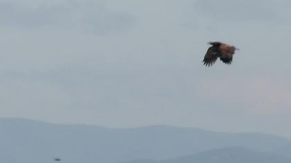 Akkuyruklu kartal