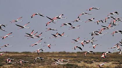 Flamingo
