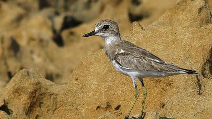 Büyük cılıbıt