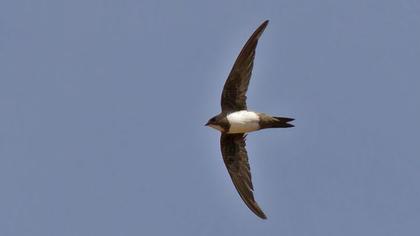 Akkarınlı ebabil