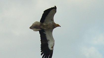 Küçük akbaba