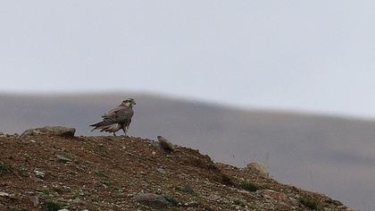 Ulu doğan