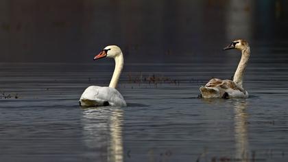 Kuğu