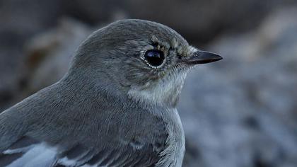 Kara sinekkapan