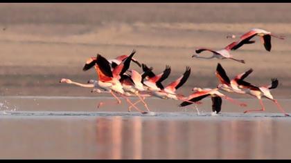 Flamingo