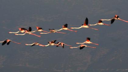 Flamingo