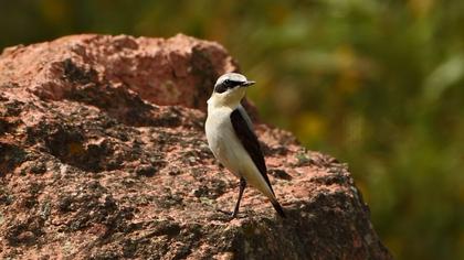 Kuyrukkakan