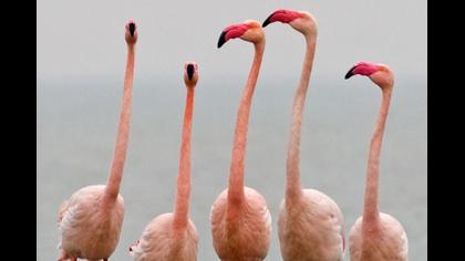 Flamingo