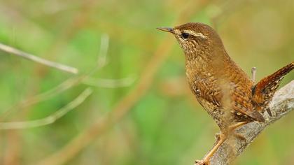 Çitkuşu