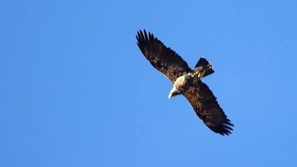 Şah kartal