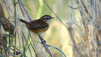 Bıyıklı kamışçın