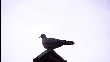 Kumru