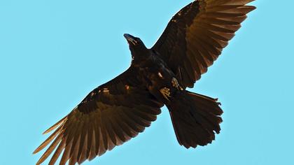 Kuzgun