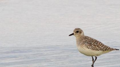 Gümüş yağmurcun