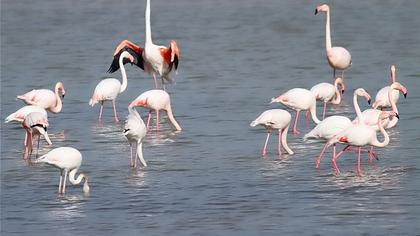 Flamingo