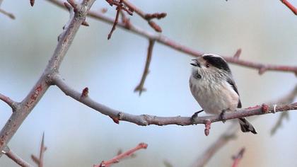 Uzunkuyruklu baştankara