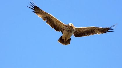 Şah kartal