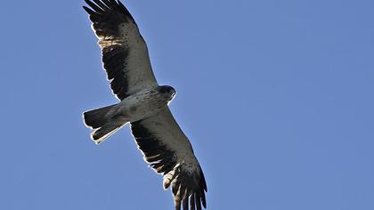 Küçük kartal