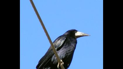 Ekin kargası