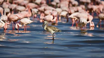 Küçük flamingo
