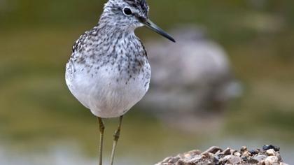 Orman düdükçünü