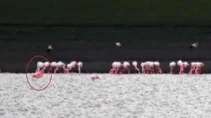 Küçük flamingo
