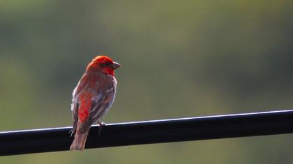 Çütre