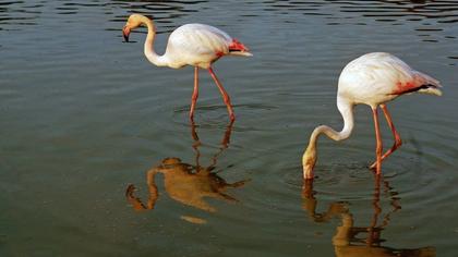 Flamingo