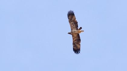 Şah kartal