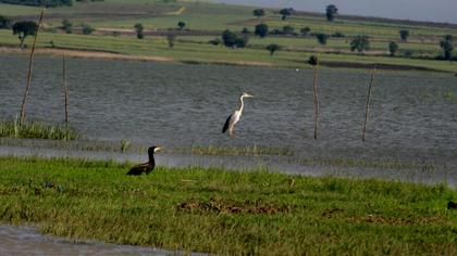 Gri balıkçıl