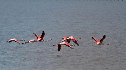 Flamingo