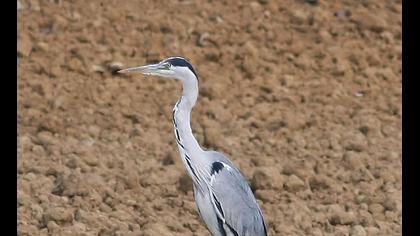 Gri balıkçıl