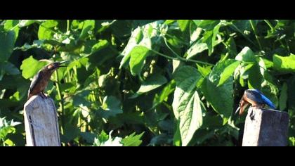 Yalıçapkını