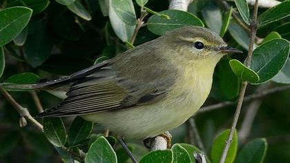 Söğütbülbülü