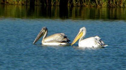 Tepeli pelikan