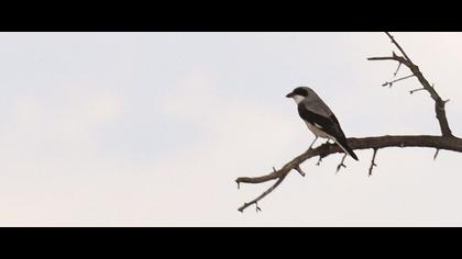 Karaalınlı örümcekkuşu